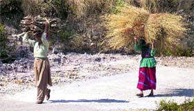 The struggle of hill women is still on as they carry grass and wood on their heads near a village in Mussoorie.