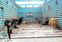 Stray dogs being taken away by the Dehradun Minicipal Corporation in Dehradun.