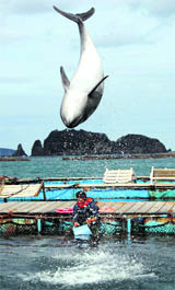 A dolphin demonstrates a flip at a pool in Taiji, southwestern Japan, where visitors can play with animals, on Monday.