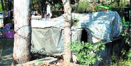 A view of shanties which have come up in the greenbelt in the ward.