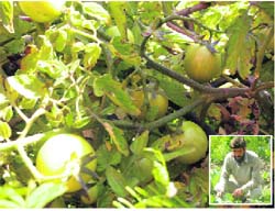A rich tomato crop grown by Rajesh (inset) in his fields at Paplah village in Hamirpur district. 