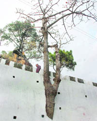 This tree en route the 13-km track to the cave shrine of Vaishno Devi can cause a mishap anytime.