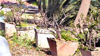 Common varieties of plants are missing at the PAU nursery