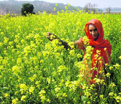 A farmer admires the beauty of her mustard fields near Chandigarh on Wednesday.