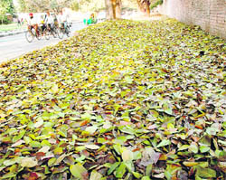 Leaves strewn along the road separating Sectors 20 and 21 in Chandigarh.