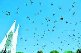 Pigeons take flight and enjoy their freedom in Ludhiana