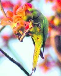 A parrot makes the most of blooming flowers on a bright day in Gurgaon