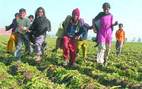  These children, who come from far off border areas after giving schools a miss, are being employed as cheap labour during potato harvesting season in villages falling in Doaba region. 
