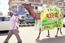 A camel being used to publicise a Marwari food joint in Dehradun on Saturday.