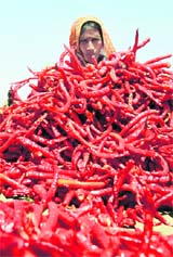  A worker spreads red chillies for drying in Shertha village on the outskirts of Ahmedabad in Gujarat on Sunday.