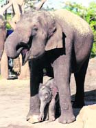 A newborn male Asian Elephant stands with its mother Porntip at Taronga Zoo in Sydney on Sunday. 