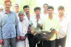 Residents of Musepur village with dead peacocks at the district secretariat in Rewari
