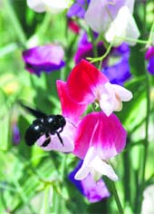 A bee sucks nectar from flowers at a garden in Karnal. 