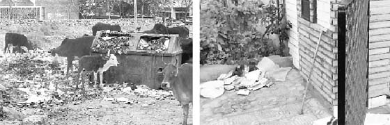 Stray animals feed on littered garbage; and (right) garbage collected outside a house in Sector 4, Panchkula