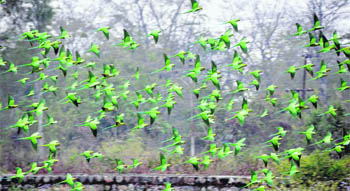 A flight of parakeets in Dehradun 