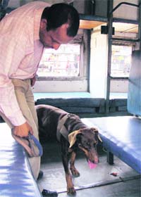 A sniffer dog being used during a search operation on a train in Gurgaon