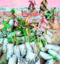 A bunch of saplings found dumped at the Shri Ram Rangshala behind the Mansarover Park in Rohtak.