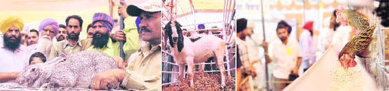 (From left) Farmers look at a rabbit weighing over 6 kg, a crossbreed goat weighing 68 kg and visitors have a look at fowls during the Pashu Palan Mela in Ludhiana on Thursday.