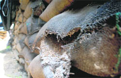 Going down the drain: Nearly 3 lakh bags of wheat have been rotting in an open godown near Sarhind for the past two years