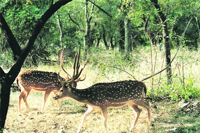 The sanctuary is teeming with a large variety of sambar, cheetal, deer and spotted dear.