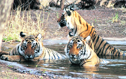 Ranthambore National Park has a population of around 35 tigers