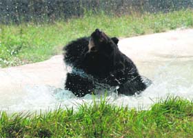 A Himalayan black bear tries to beat the heat by taking refuge in a water body at the Chhat Bir Zoo