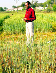 An agriculture scientist examines a drought-hit wheat field in Chatha village in Jammu on Saturday.