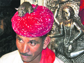 A devotee with a rat on his turban at the Karni Mata Temple of Deshnoke near Bikaner in Rajasthan during the Navratra festival on Sunday. Rats are treated as sacred and given protection in the temple.