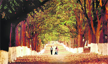 Fallen leaves accord a warm welcome to morning walkers in Sector 10, Chandigarh.