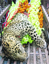 The entrapped Badowala leopard.