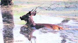 A trapped deer tries to wriggle out of a pond near the National Highway 1 in Karnal.