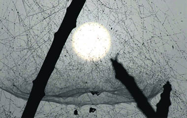 This is how the sun looked like through a spider web on a foggy morning in Karnal.