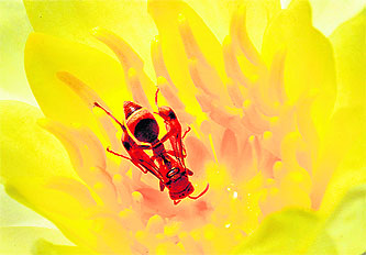 A honeybee feeds on lotus nectar at the College of Art, Sector 10, Chandigarh.