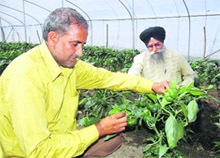 A farmer showing capsicum in his net house at Hedon village in Samrala district. 