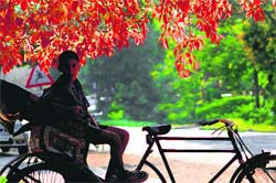 A boy rests under a tree on a warm Saturday afternoon in Chandigarh. Tribune photo: S Chandan