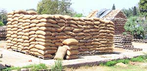 Sacks of wheat lie under open sky in Amritsar. They could rot under a shower.