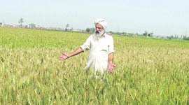A farmer of Marofal village  shows crop that has dried up due to early rise in temperature.