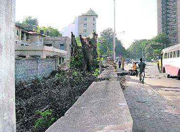 Trees make way for buildings