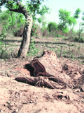 The stump of a fully-grown tree axed illegally at the Parol forest, near Chandigarh