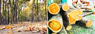 A view of the Rajaji National Park near Dehradun; and the teak logs cut by smugglers in the Motichur area of the park. 