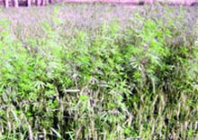 Weeds in a wheat field near Ahmedgarh. Photo by the writer 