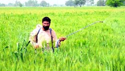 A farm labourer sprays pesticide to save his wheat crop from a pest, Aphid (Tela), at Dhan Singh Khana village in Bathinda district. Photo by writer