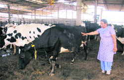 Surinder Kaur, a progressive dairy farmer from Malakpur village in Jagraon, at her dairy farm. 