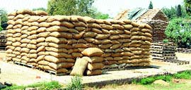 Sacks of wheat lying in the open in Amritsar. Photo: Vishal Kumar