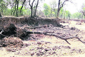 Large-scale sand quarrying has led to extensive damage to trees in the forest area at Parol village.
