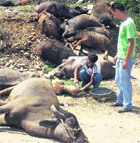 A People for Animals activist tries to treat animals rescued from a truck by the Una police. 