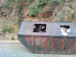 A stray dog sitting inside a dumper in Shimla.