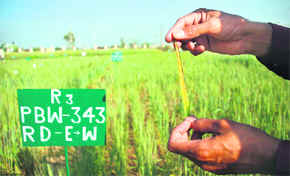 An agriculture expert shows wheat crop affected with yellow rust at Chatha village in Jammu.