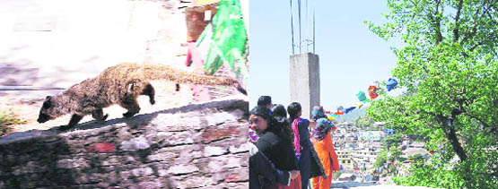 A Himalayan palm civet strolls in a residential area in Mussoorie on Wednesday; and (right) residents gather to get a glimpse of the palm civet on a tree top. 