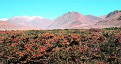 Sea buckthorn cultivation in Spiti valley of Himachal. A Tribune photo